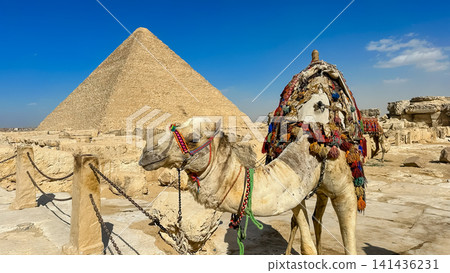 Bedouin camels and horses near the Egyptian pyramids, Cairo, Giza Bedouin camels and horses near the Egyptian pyramids, Cairo, Giza 141436231