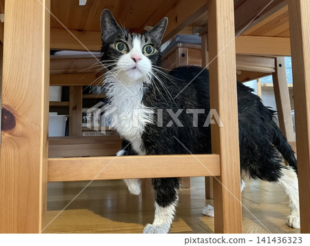 A cat under the table after being shampooed 141436323