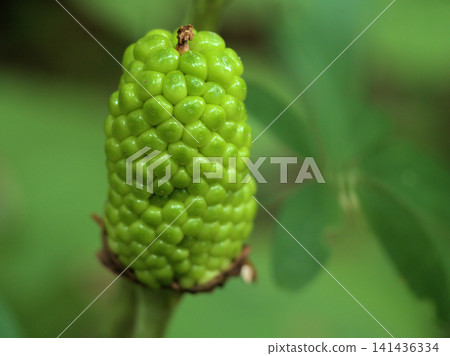 The young fruits of Arisaema serratum, which resemble corn but are poisonous, quietly ripen in the shade in July. The young fruits of Arisaema serratum, which resemble corn but are poisonous, quietly ripen in the shade in July. 141436334