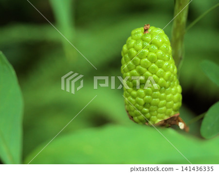 The young fruits of Arisaema serratum, which resemble corn but are poisonous, quietly ripen in the shade in July. The young fruits of Arisaema serratum, which resemble corn but are poisonous, quietly ripen in the shade in July. 141436335