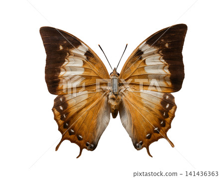 butterfly Charaxes amycus isolated on white background butterfly Charaxes amycus isolated on white background 141436363
