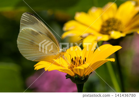 Yellow flowers and monstrochu Yellow flowers and monstrochu 141436780