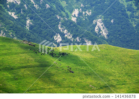 Pasture with cows grazing on vibrant grass 141436878