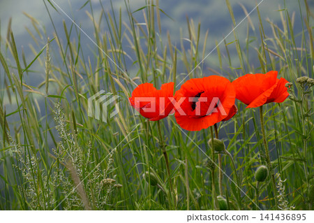 Blooming red poppies in tall green grass by water Blooming red poppies in tall green grass by water 141436895