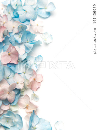 Pastel hydrangea petals border on white background 141436989