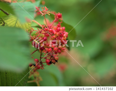 Red berries of Viburnum plicatum that ripened in the scorching heat of July. Red berries of Viburnum plicatum that ripened in the scorching heat of July. 141437102
