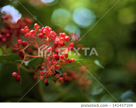 Red berries of Viburnum plicatum that ripened in the scorching heat of July. 141437104