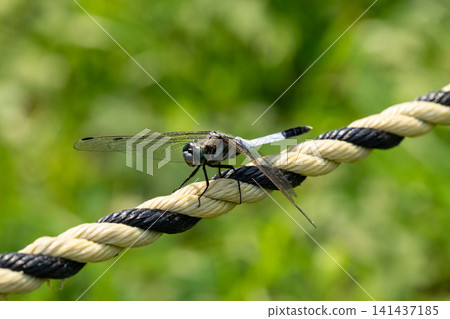Orthetrum albisum perching on a rope Orthetrum albisum perching on a rope 141437185