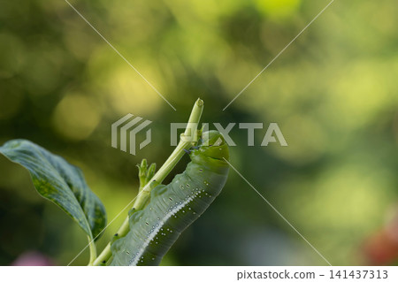 Daphnis nerii eating leaves macro closeup Daphnis nerii eating leaves macro closeup 141437313