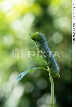 Macro closeup of Daphnis nerii eating leaves under natural sunlight Macro closeup of Daphnis nerii eating leaves under natural sunlight 141437314