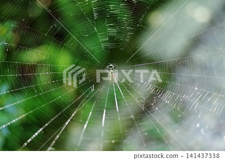 Spiderwebs gleaming in the sunlight after the rain. Spiderwebs gleaming in the sunlight after the rain. 141437338