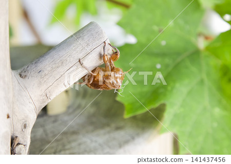 Cicadian shell Cicadian shell 141437456