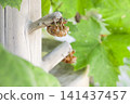 Cicadian shell 141437457