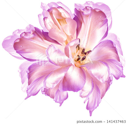 Tulip flowers on a white isolated background with clipping path. Closeup. For design. Nature. Tulip flowers on a white isolated background with clipping path. Closeup. For design. Nature. 141437463