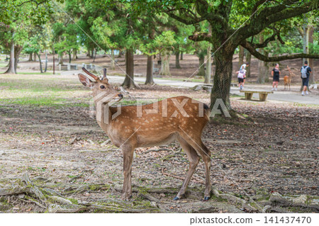奈良公園的鹿 奈良公園的鹿 141437470