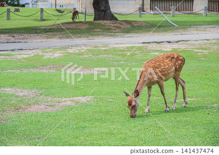 奈良公園裡的鹿,就在奈良國立博物館前面 奈良公園裡的鹿,就在奈良國立博物館前面 141437474