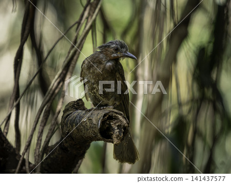 A brown-eared bulbul perches on a decaying branch in Miyako Island. A brown-eared bulbul perches on a decaying branch in Miyako Island. 141437577