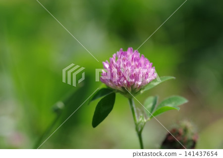 Close-up of purple clover Close-up of purple clover 141437654