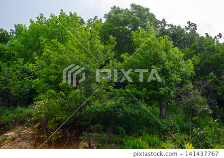 Forest scene with abundant greenery and natural lighting Forest scene with abundant greenery and natural lighting 141437767