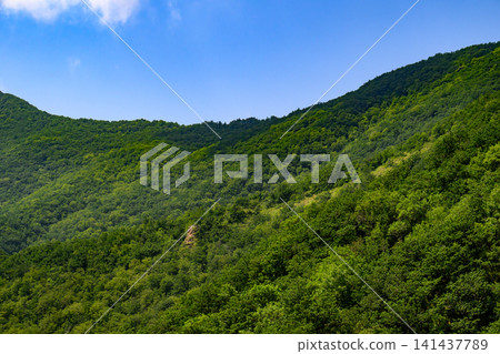 Vast forested mountainside under sunny sky, lush with vegetation Vast forested mountainside under sunny sky, lush with vegetation 141437789