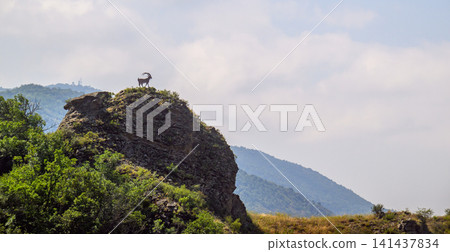 Single goat on high rock Single goat on high rock 141437834