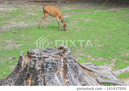 Deer in Nara Park, in front of the Nara National Museum 141437889