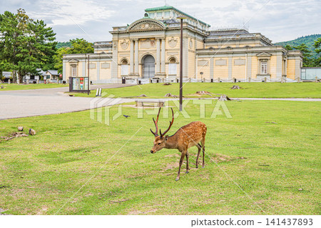 Deer in Nara Park, in front of the Nara National Museum Deer in Nara Park, in front of the Nara National Museum 141437893