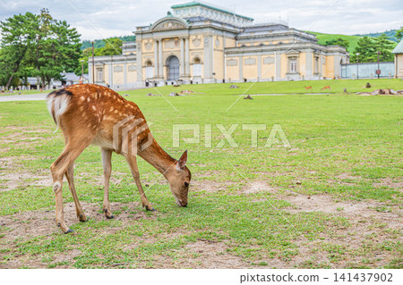 奈良公園裡的鹿,就在奈良國立博物館前面 奈良公園裡的鹿,就在奈良國立博物館前面 141437902
