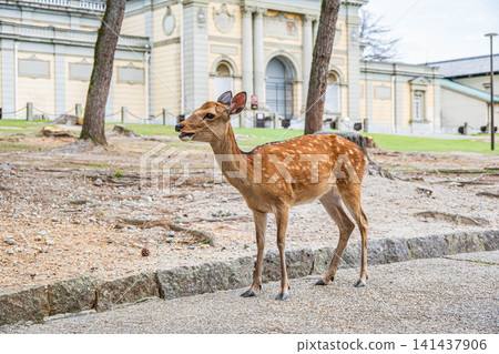 Deer in Nara Park, in front of the Nara National Museum 141437906