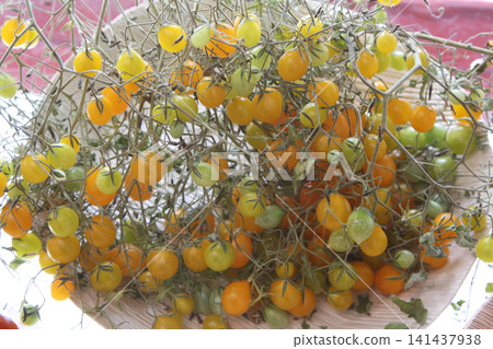 High-Angle View of a Dense Cluster of Yellow and Green Currant Tomatoes 141437938