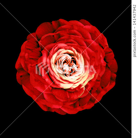 Rose flower on the black isolated background with clipping path. Closeup. For design. Studio shot. Nature. Rose flower on the black isolated background with clipping path. Closeup. For design. Studio shot. Nature. 141437942