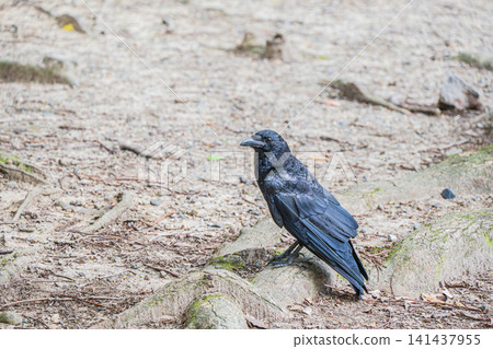 Crow (carrion crow) Crow (carrion crow) 141437955