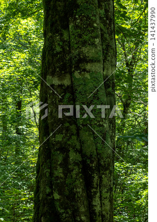 260714 Shinhotaka m123 260714 Shinhotaka m123 141437990