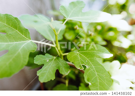 fig sprout in the garden fig sprout in the garden 141438102