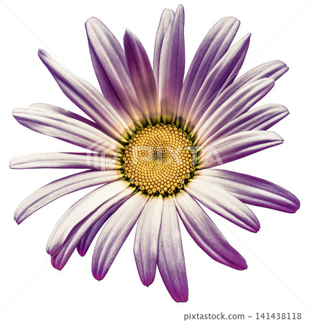 Chamomile flower isolated on white background. Close-up. For design. Nature. Chamomile flower isolated on white background. Close-up. For design. Nature. 141438118