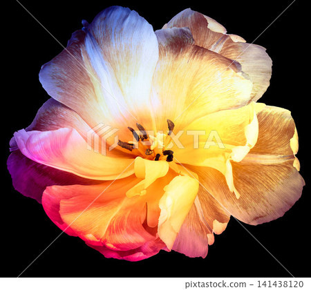 Tulip. Flower on black isolated background with clipping path. For design. Closeup. Nature. Tulip. Flower on black isolated background with clipping path. For design. Closeup. Nature. 141438120