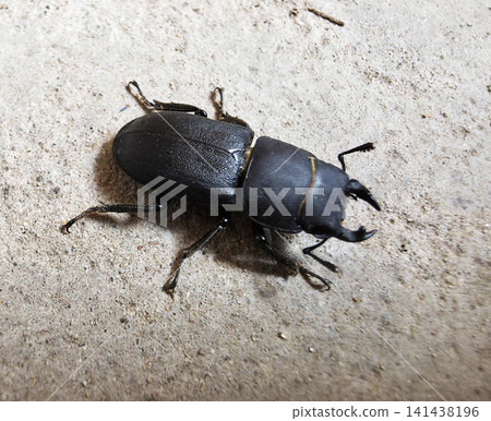 Black stag beetle with prominent mandibles on textured concrete surface close up view insect wildlife macro photography subject dark color carapace and legs nature detail of beetle Black stag beetle with prominent mandibles on textured concrete surface close up view insect wildlife macro photography subject dark color carapace and legs nature detail of beetle 141438196
