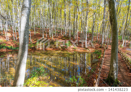 [Forest material] Autumn beauty forest [Niigata Prefecture] 141438223
