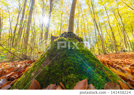 [Forest material] Autumn beauty forest [Niigata Prefecture] 141438224