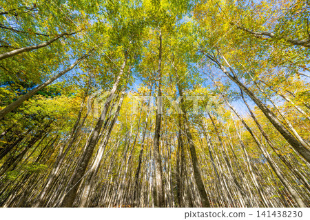 [Forest material] Autumn beauty forest [Niigata Prefecture] 141438230