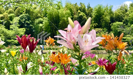 Colorful lilies blooming in profusion by the pond. (Kasui Lily Garden/Fukuroi City, Shizuoka Prefecture) Colorful lilies blooming in profusion by the pond. (Kasui Lily Garden/Fukuroi City, Shizuoka Prefecture) 141438327