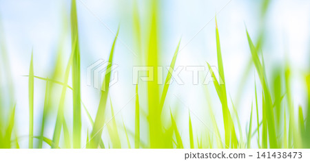 夏日青草閃閃發光,綠意盎然,環保景象:猿飛日斬高原 夏日青草閃閃發光,綠意盎然,環保景象:猿飛日斬高原 141438473