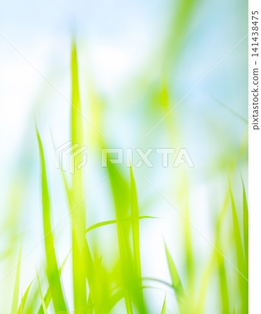 Summer grass sparkling, fresh greenery, eco-friendly image: Hiruzen Plateau Summer grass sparkling, fresh greenery, eco-friendly image: Hiruzen Plateau 141438475