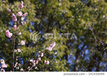 Plum blossoms telling the spring Plum blossoms telling the spring 141438494