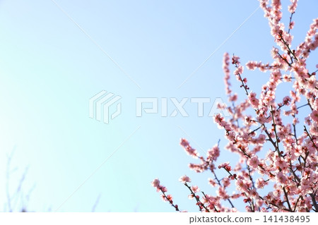 Plum blossoms telling the spring Plum blossoms telling the spring 141438495
