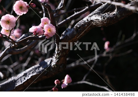 Plum blossoms telling the spring Plum blossoms telling the spring 141438498