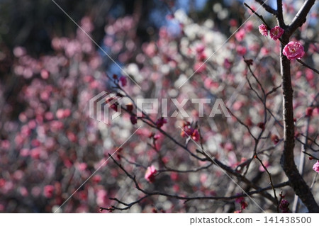 Plum blossoms telling the spring Plum blossoms telling the spring 141438500
