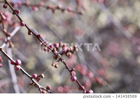 Plum blossoms telling the spring Plum blossoms telling the spring 141438509