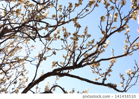 Plum blossoms telling the spring Plum blossoms telling the spring 141438510