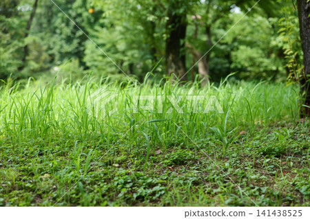 The trees in the park are lush and green. The trees in the park are lush and green. 141438525